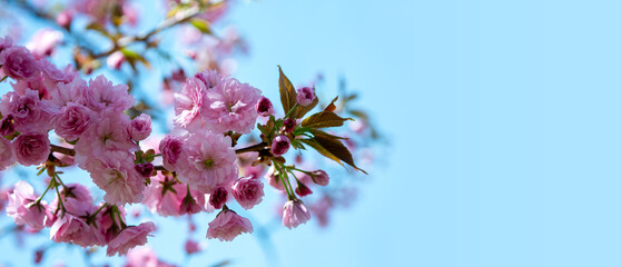 Panoramic Photograph of delicate white and pink cherry blossoms captured in full bloom during spring.