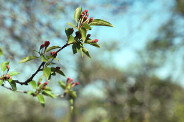 Photograph of delicate white  cherry blossoms captured in full bloom during spring.