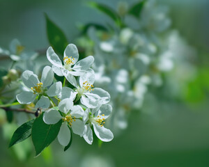 Photograph of delicate white and pink cherry blossoms captured in full bloom during spring.