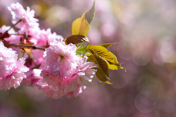 Photograph of delicate white and pink cherry blossoms captured in full bloom during spring.