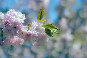 Photograph of delicate white and pink cherry blossoms captured in full bloom during spring.