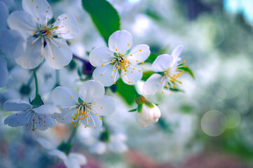 Photograph of delicate white  cherry blossoms captured in full bloom during spring.