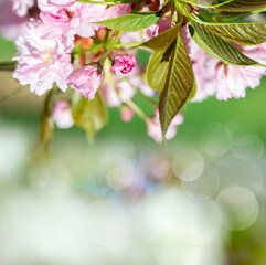 Photograph of delicate white and pink cherry blossoms captured in full bloom during spring.