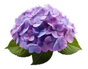 Purple hydrangea, flour, Generated image