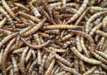 Macro shot of dried mealworms, commonly used as animal feed or alternative protein source