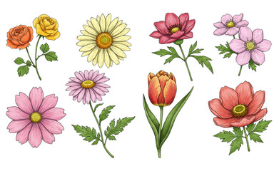 set of colorful flowers isolated on white