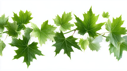 Fresh green leaves arranged beautifully, showcasing their vibrant colors and intricate shapes, perfect for nature themed designs