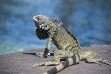 Common Iguana Sunning on a Rock in Aruba