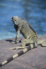 Iguana Lizard Contemplating a Swim in the Water