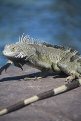 Twisting and Turning Iguana on a Large Rock