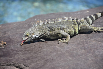 Iguana With his Pink Tongue Sticking Out