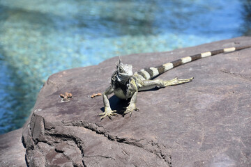 Iguana with a Long Striped Tail on a Rock