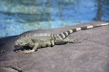 Common Iguana Looking for a Snack