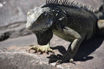 Looking Directly into the Face of an Iguana