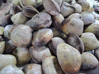 pile of sea shells or cockles or clams