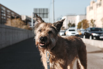 Portrait of a dog with a collar and leash against the backdrop of the city. Lost and waiting. Sunny hot day.