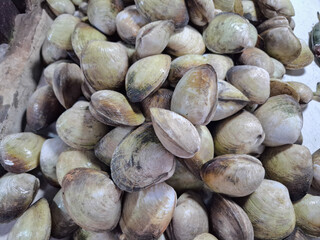 pile of sea shells or cockles or clams