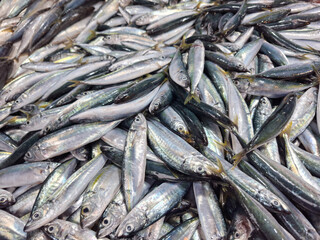 The flying fish, scientifically known as Decapterus spp, is a type of small pelagic fish that has important economic value in Indonesia. Ikan layang