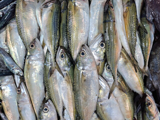 mackerel in Indonesian is called ikan kembung. piles of fresh fish sold in traditional markets