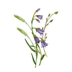 Flower bouquet of meadow flowers, purple bells, timothy grass, young branches with buds, all objects are hand-drawn with watercolors. Watercolor illustration. For printing on postcards, invitations.