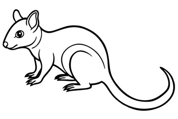 Quoll Ink Sketch