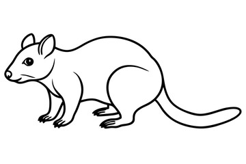 Quoll Ink Sketch