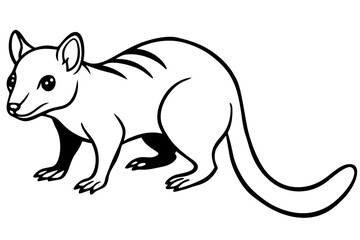 Quoll Ink Sketch