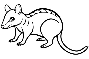 Quoll Ink Sketch