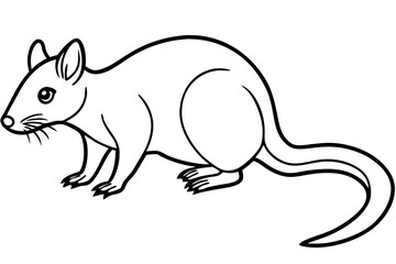 Quoll Ink Sketch