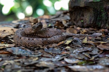  Hognosed Pitviper, Costa Rica, Central America
