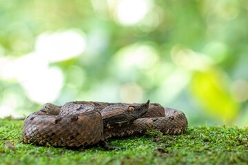 Hognosed Pitviper, Costa Rica, Central America