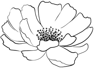 Hand drawn peony flower black outlines silhouette, wedding isolated illustration element