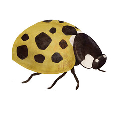 Yellow ladybug, beetle, insect, handmade digital illustration isolated on white background. An element for the design
