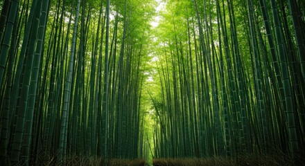 Fototapeta premium Dense Bamboo Forest With Tall Green Stalks Forming Rhythmic Vertical Patterns in an Immersive Nature Scene