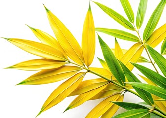Obraz premium Yellow Green Bamboo Leaves Isolated White Background Stock Photo, High Resolution Image, Clipping Path, Nature Photography, Botanical Illustration