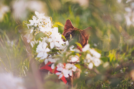 Curious feline exploring a garden filled with blooming white flowers on a sunny spring afternoon