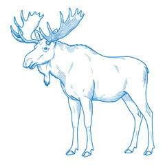 Simple minimal hand drawn side view moose illustration in clean monoline vector style ideal for modern wildlife graphic design