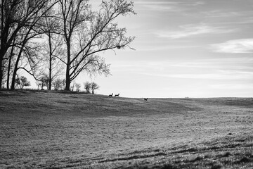 Fototapeta premium Black and White Morning Scene of Three Deer in a Hilly Meadow with Tall Trees
