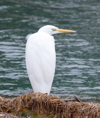 A white bird is standing on a rock near a body of water