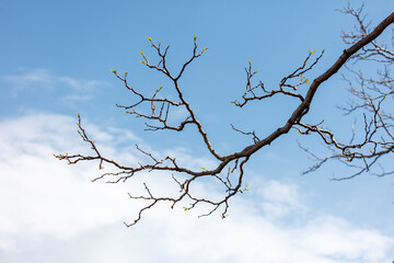 A tree branch with leaves and a blue sky in the background