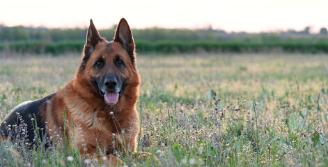 Purebred German Shepherd Dog Resting in Dry Grass In Field. Summer Mood with Domestic Animal Playing Outdoors 