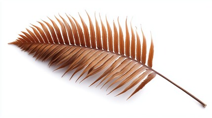 Obraz premium Brown fern leaf. detailed botanical texture for natural and seasonal design concepts