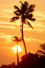 A palm tree is silhouetted against a sunset sky