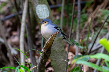 Bird on the Madeira .