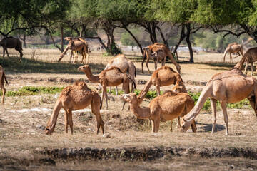 Arabische Kamele beim Grasen  wadi darbat Oman