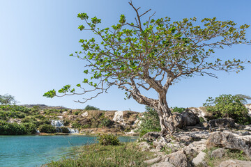 Türkisfarbener See mit Kaskaden und Baum in felsiger Landschaft Oman wadi darbat