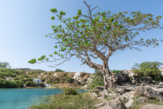 T&uuml;rkisfarbener See mit Kaskaden und Baum in felsiger Landschaft Oman wadi darbat