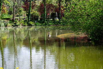 Beautiful lake view with swan at Caldas da Rainha, Portugal, surrounded by greenery