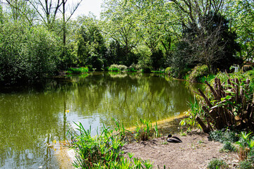 Tranquil view of a pond surrounded by green trees in Caldas da Rainha