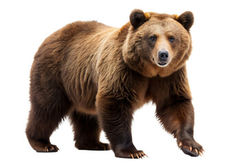 Brown Bear Walking in Wildlife Scene